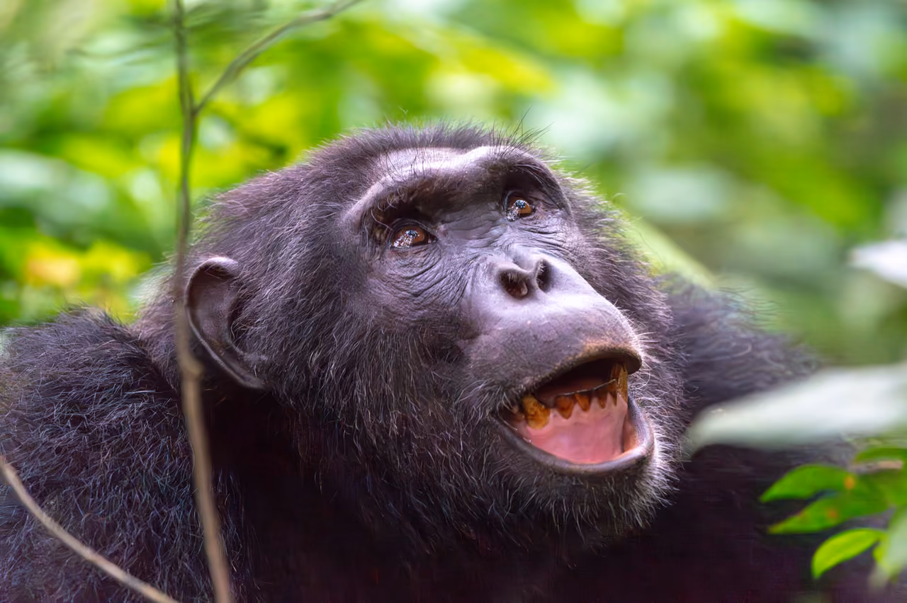 Chimpanzee in Kibale Forest, Uganda