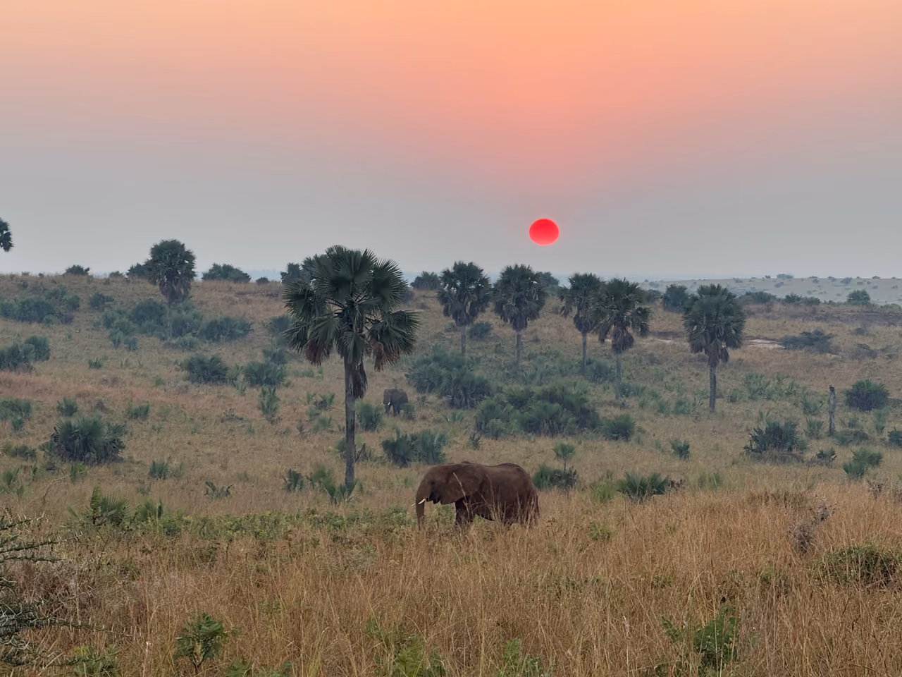 Elephant crossing the Akagera savanna at sunset, Rwanda
