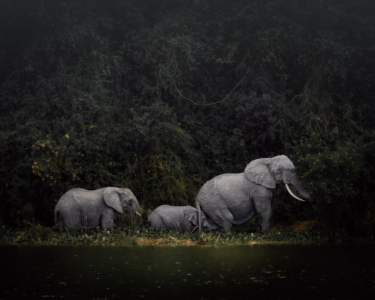 African elephant herd beside the water in Uganda