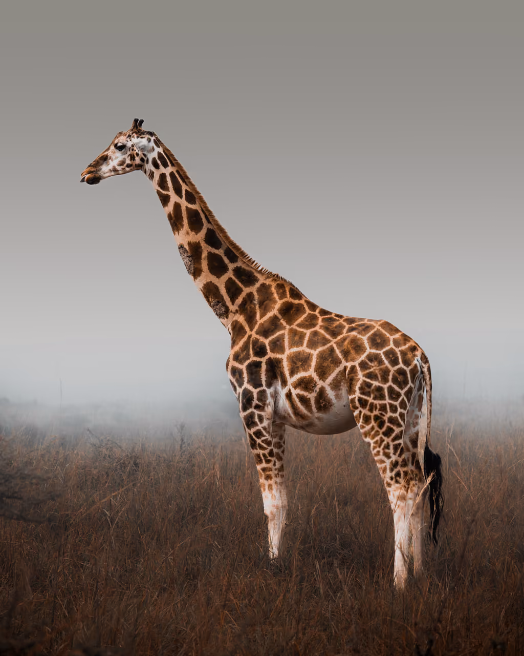 Giraffe crossing the Ugandan savanna