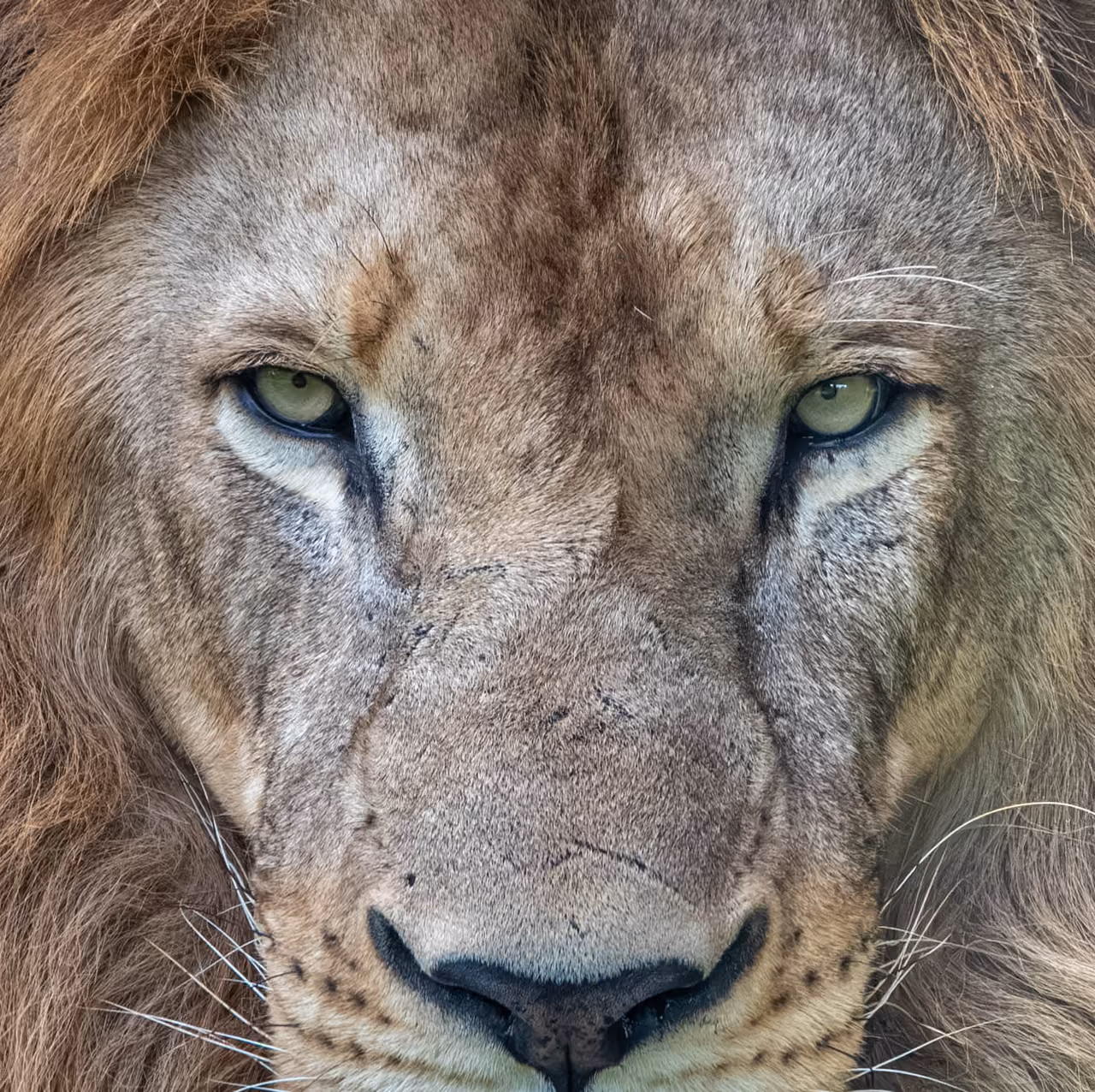 Lion in Queen Elizabeth National Park, Uganda