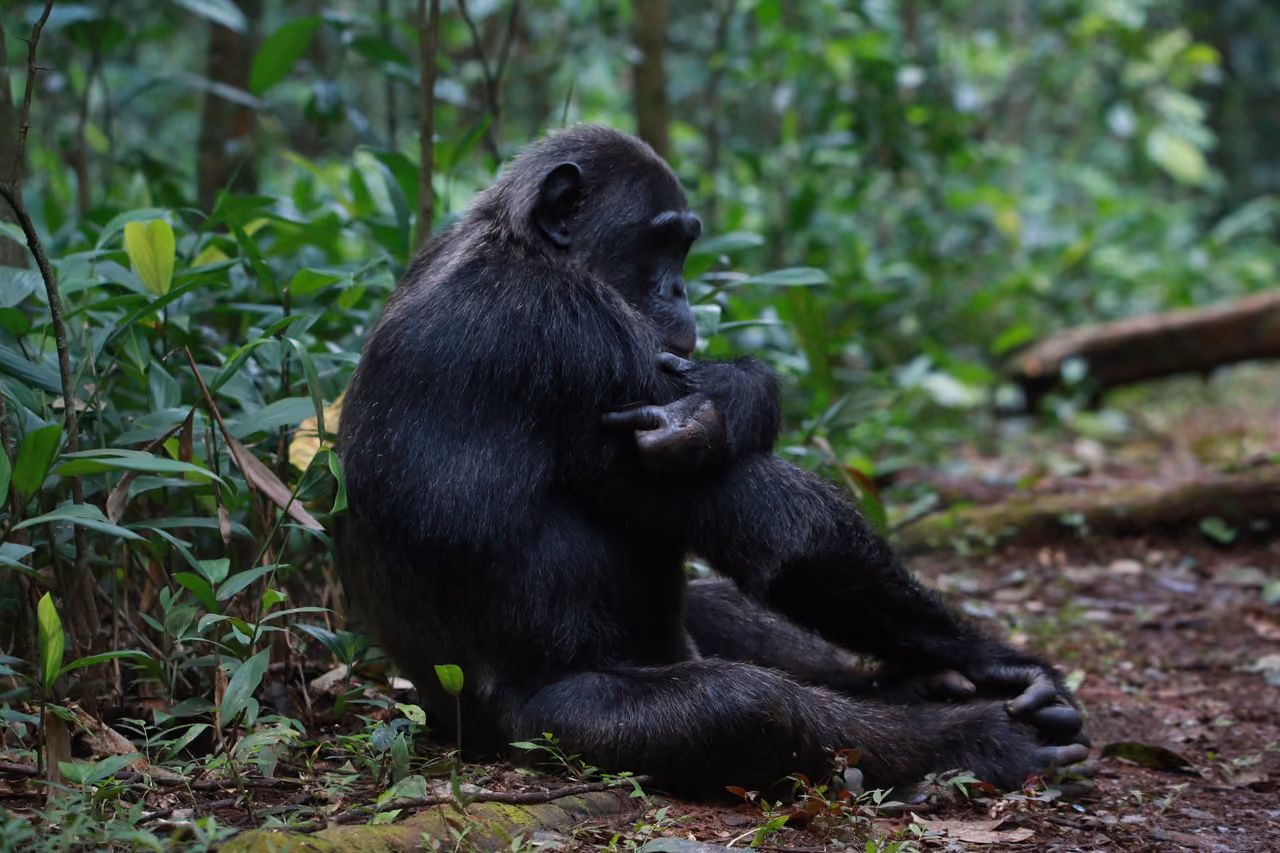 Mountain gorilla in Bwindi Impenetrable Forest, Uganda