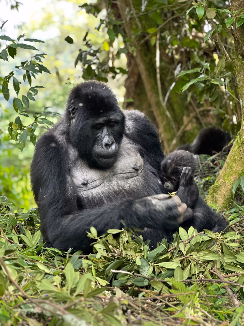 Mountain gorilla mother carrying her infant in Bwindi