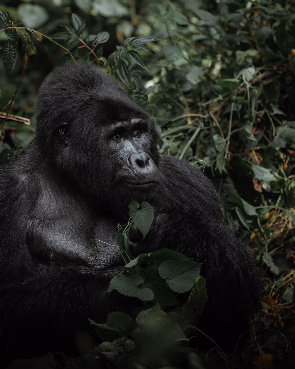 Mountain gorilla in the Bwindi rainforest
