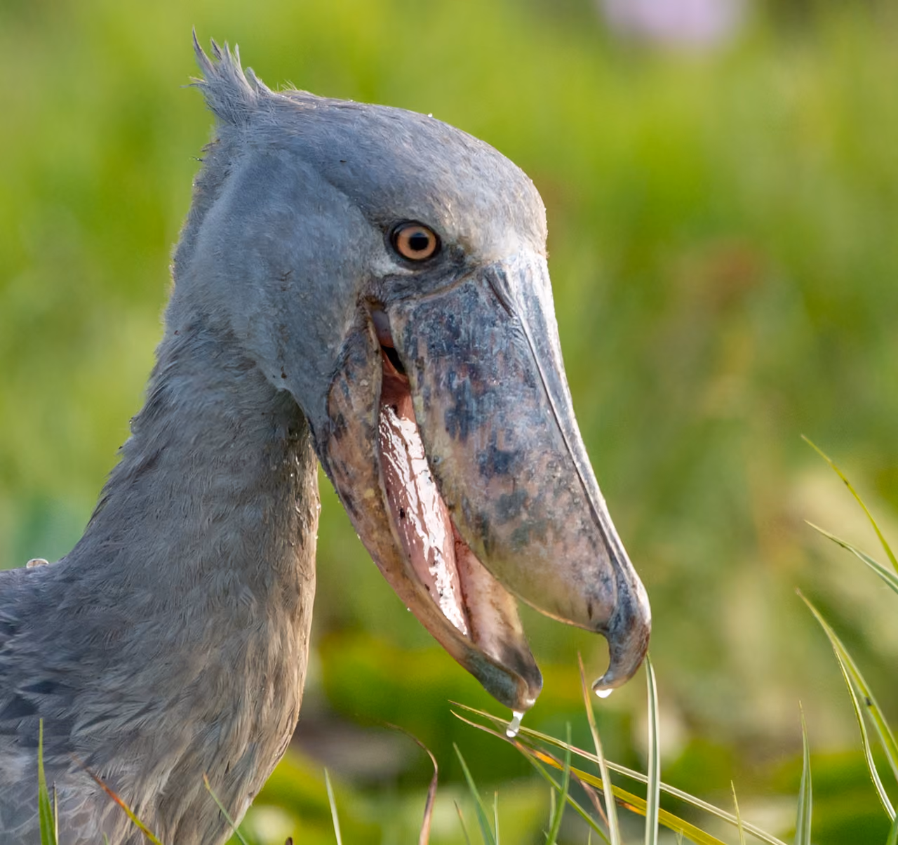 Shoebill in Mabamba Wetland, Uganda