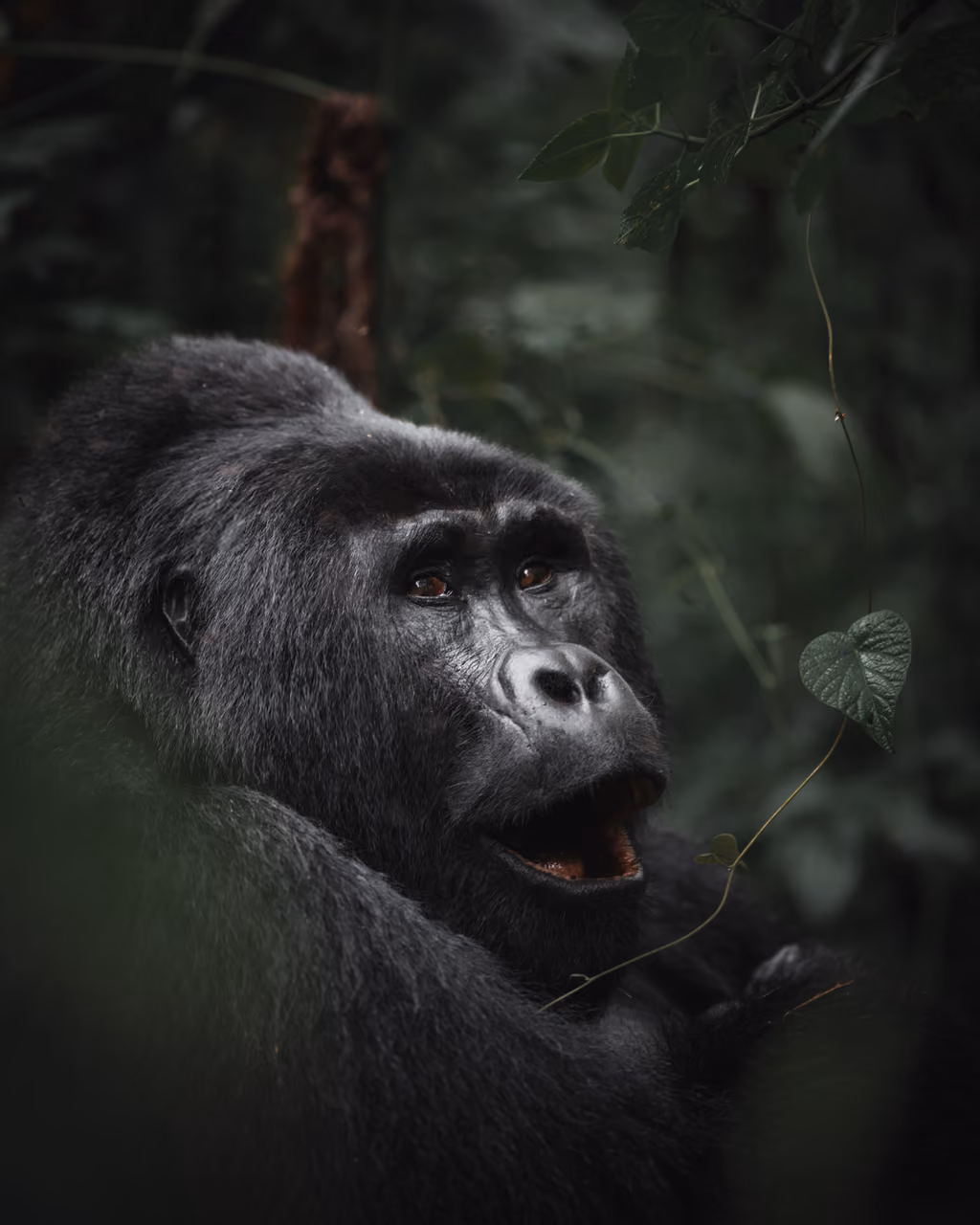 Silverback mountain gorilla in Bwindi Impenetrable Forest